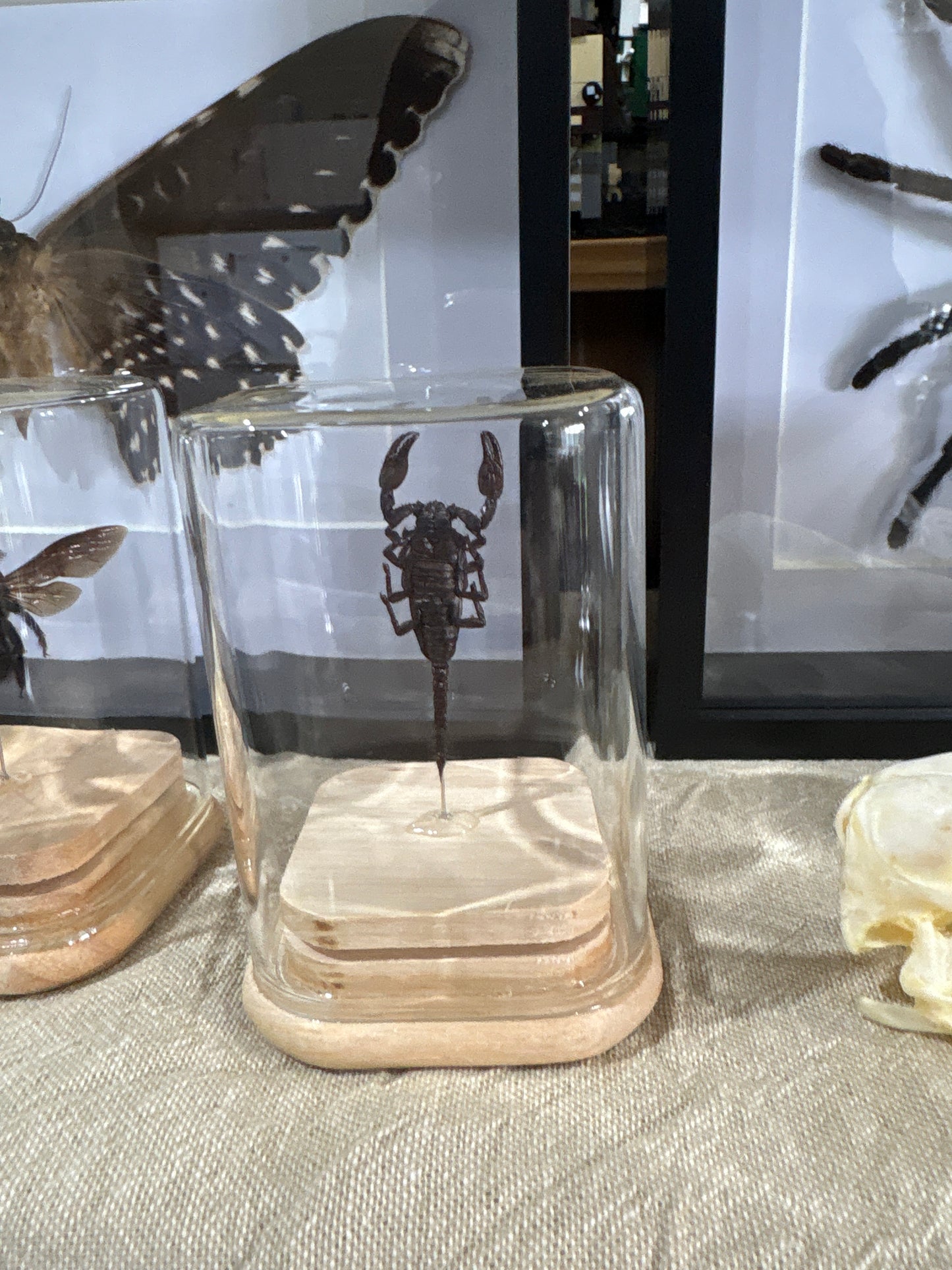 Scorpion Isolate Dome