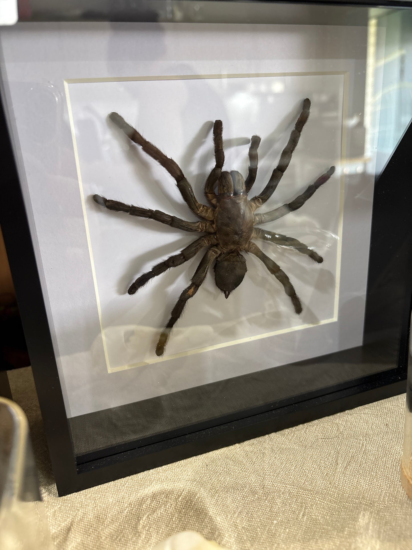 Haplopelma Lividum