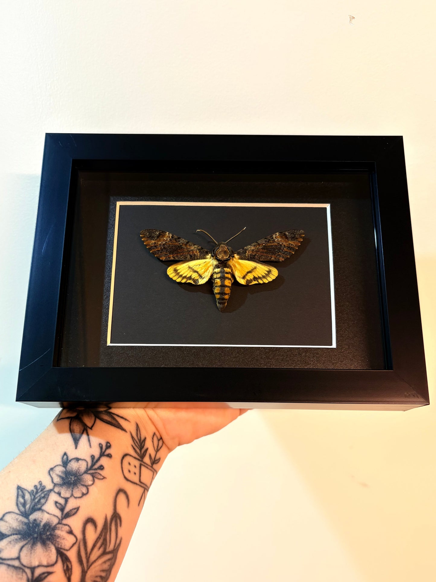 Acherontia Styx - Lesser Death's Head Hawks Moth