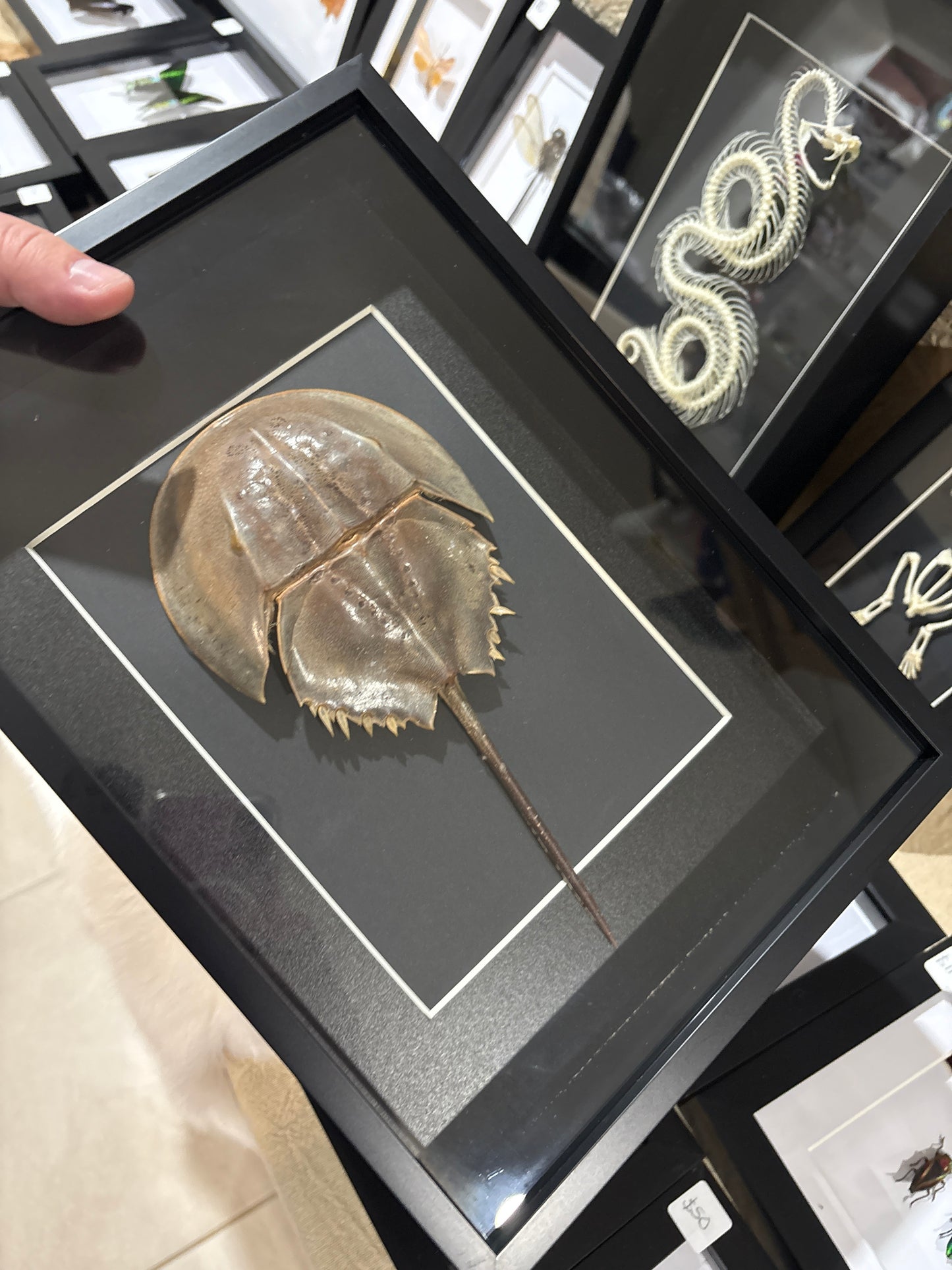Horseshoe crab