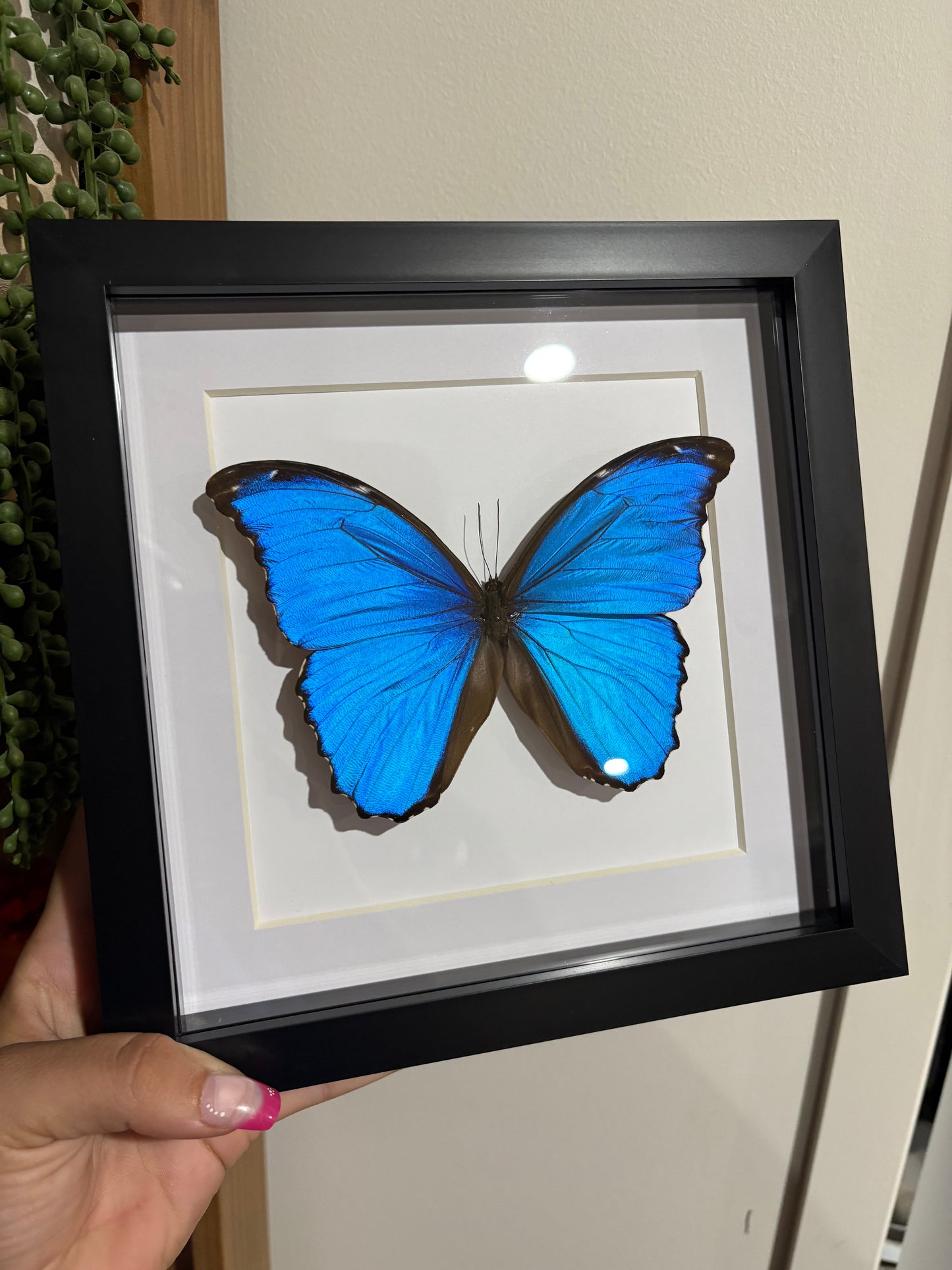 Morpho Didius