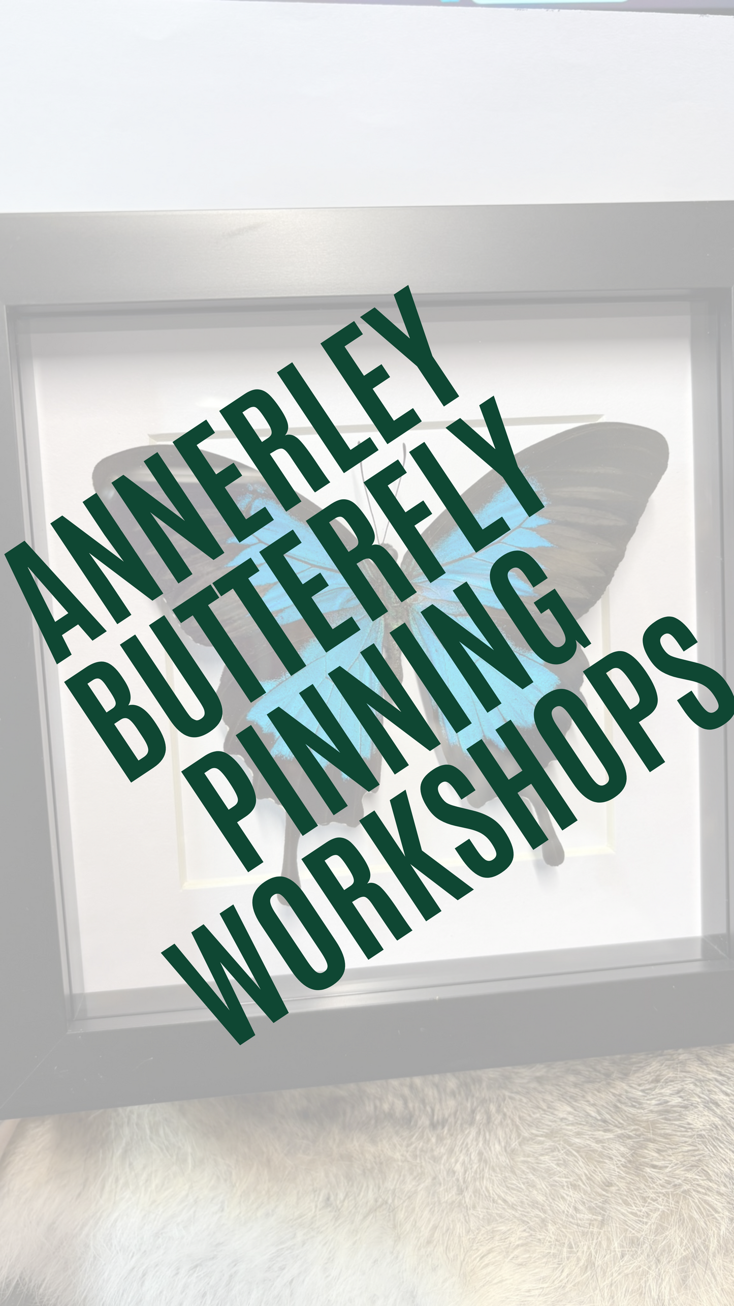 ✨ The Winged Wonderland Ulysses Butterfly Pinning Workshop - Annerley ✨