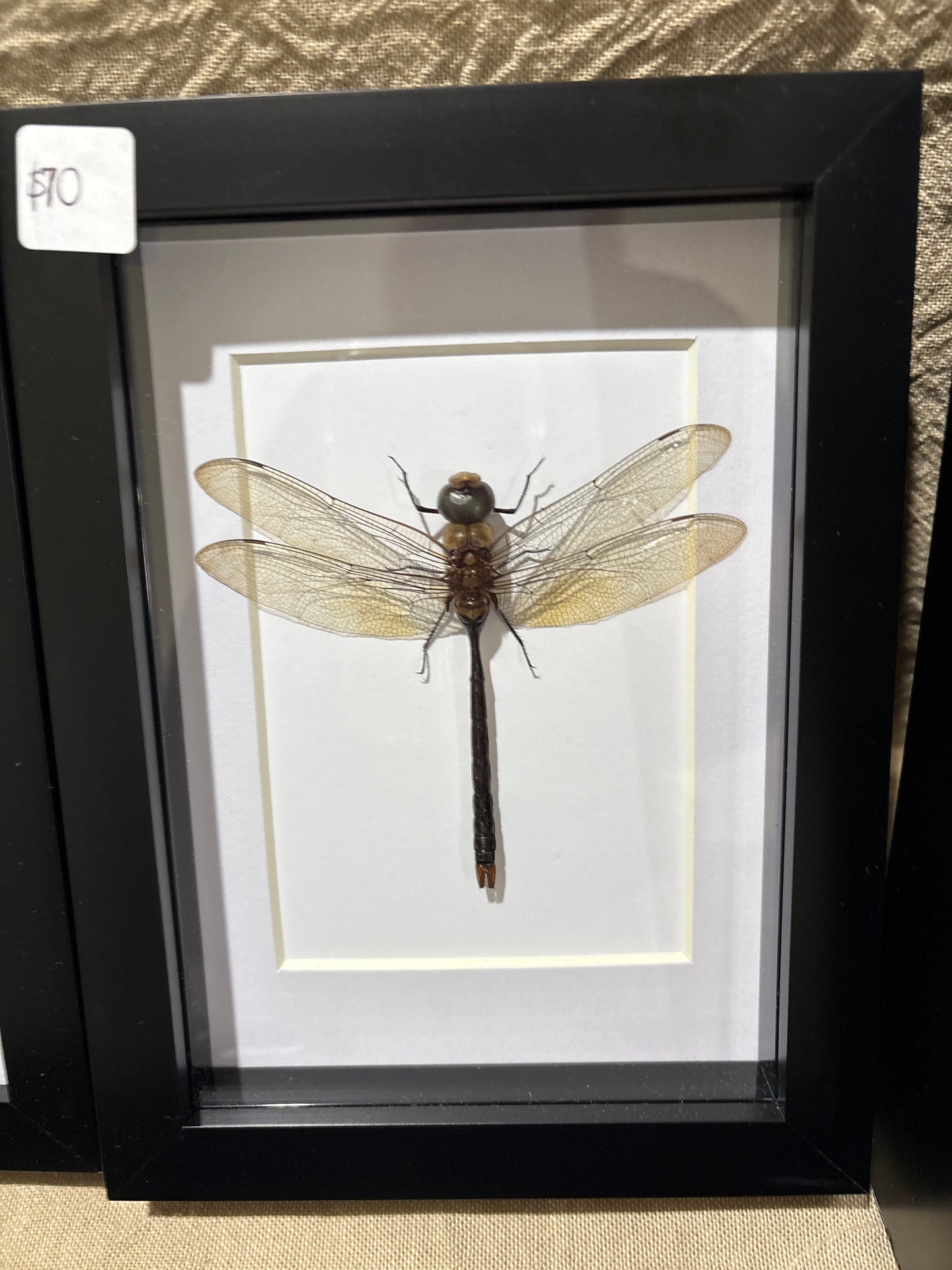 Anax gibbosulus