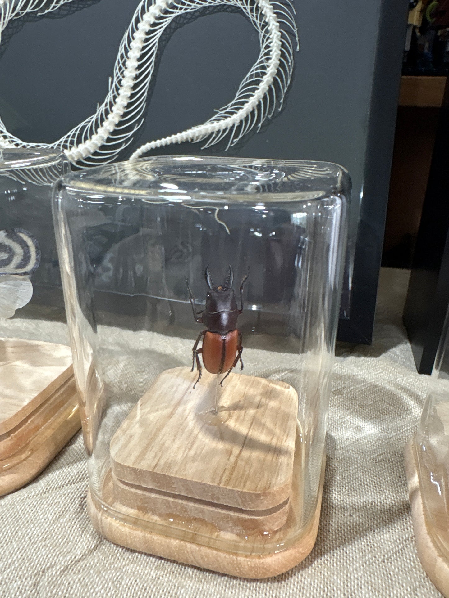 Mini stag beetle dome