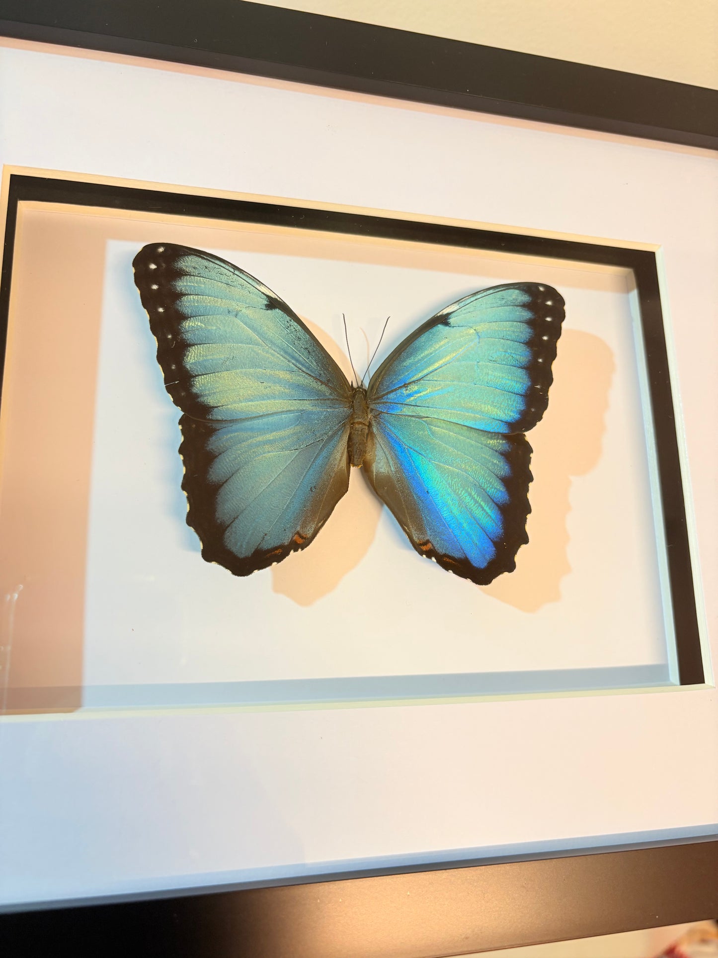 Morpho peleides