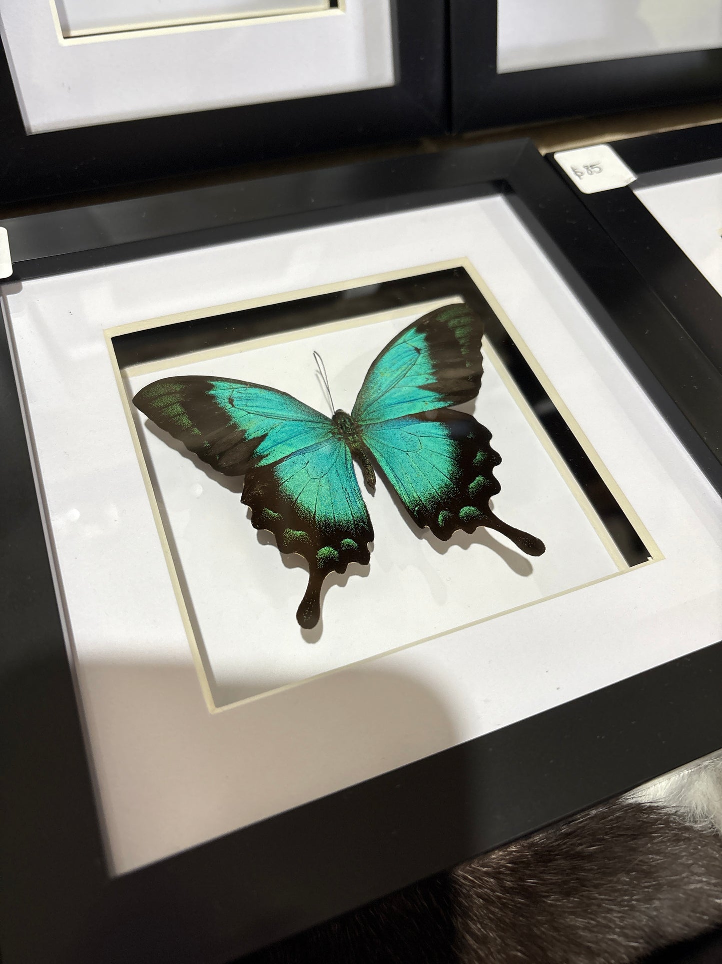 Papilio Iorquinianus Albertisi