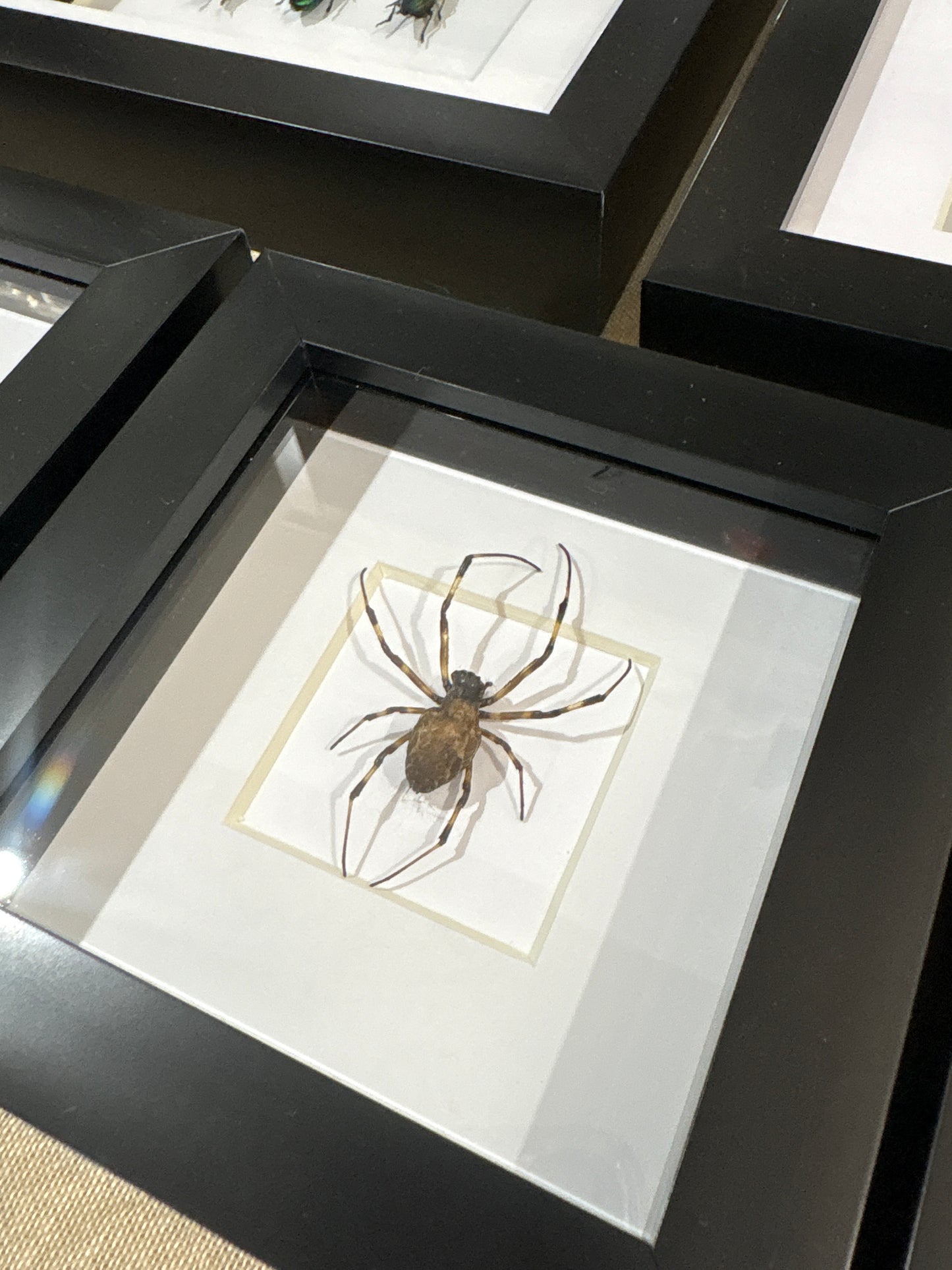Nephilengys malabarensis 4x4 Frame