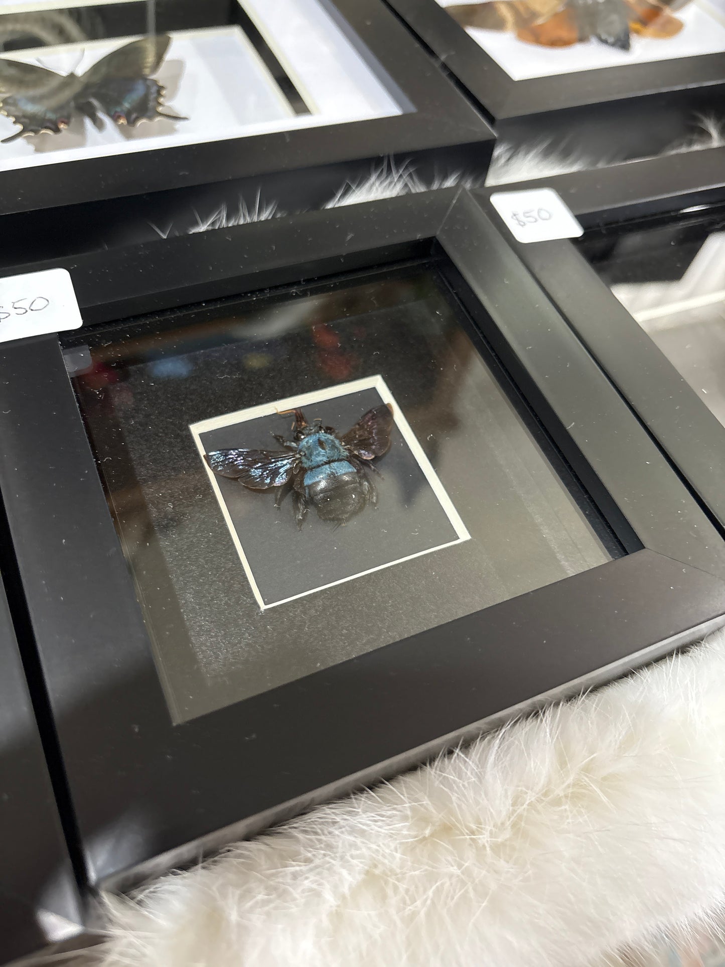Xylocopa Caerulea - 4x4 frame - Female
