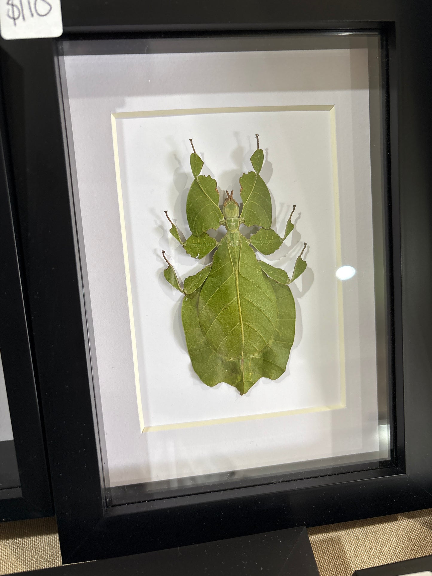 Phyllium pulchrifolium Green