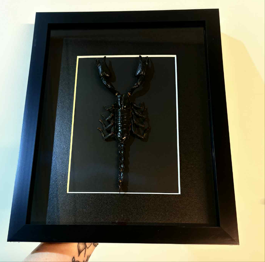 Scorpion Pinning Workshop - Virginia