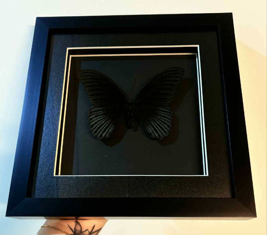 Papilio memnon – Great Mormon