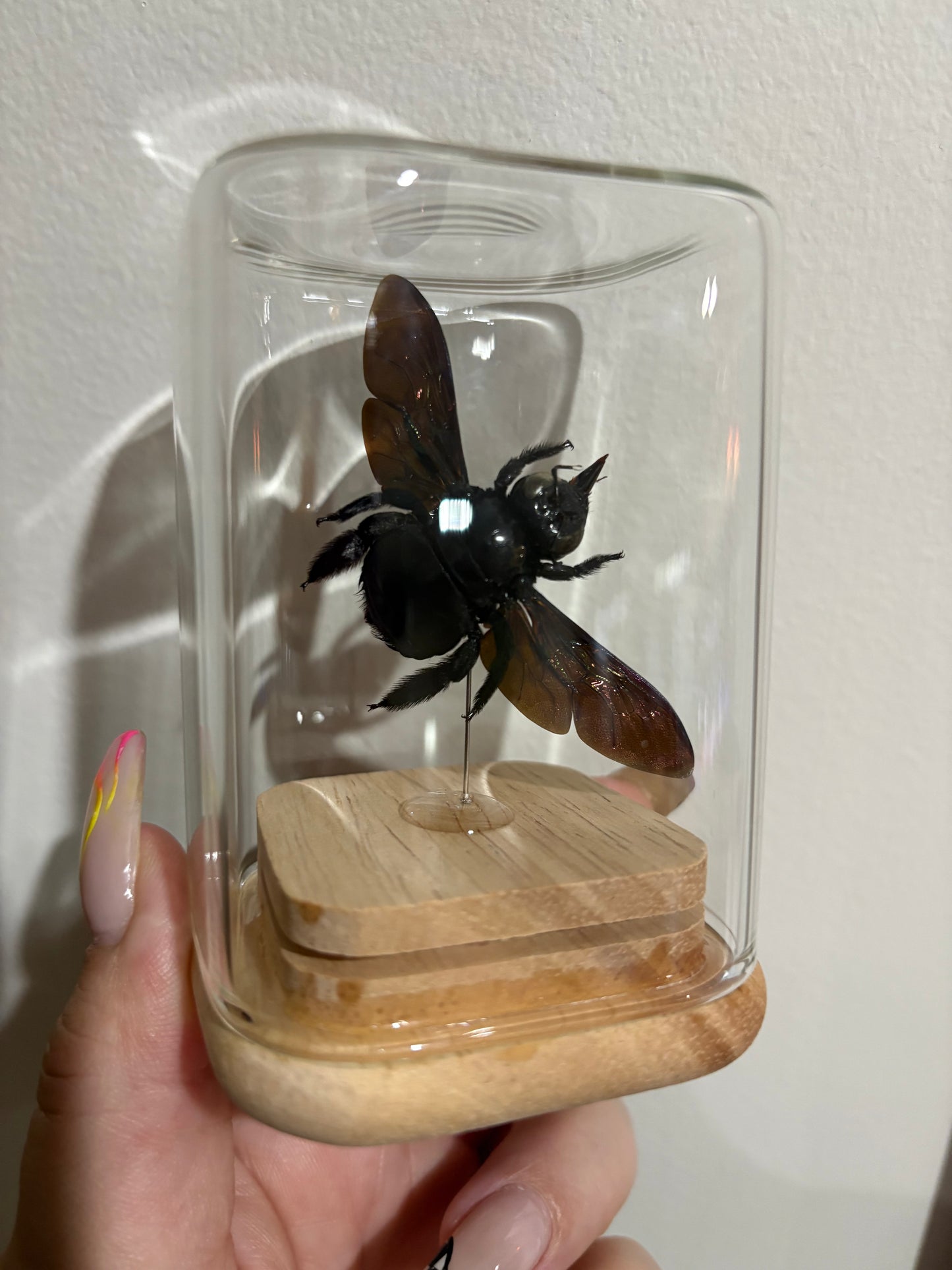Xylocopa Latipes - Isolate