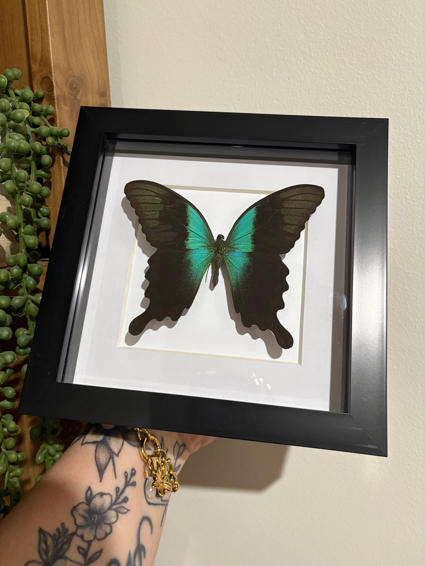 Papilio peranthus insulicola - green swallowtail