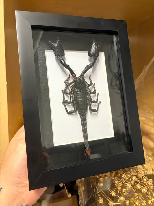 Scorpion Pinning Workshop - Virginia