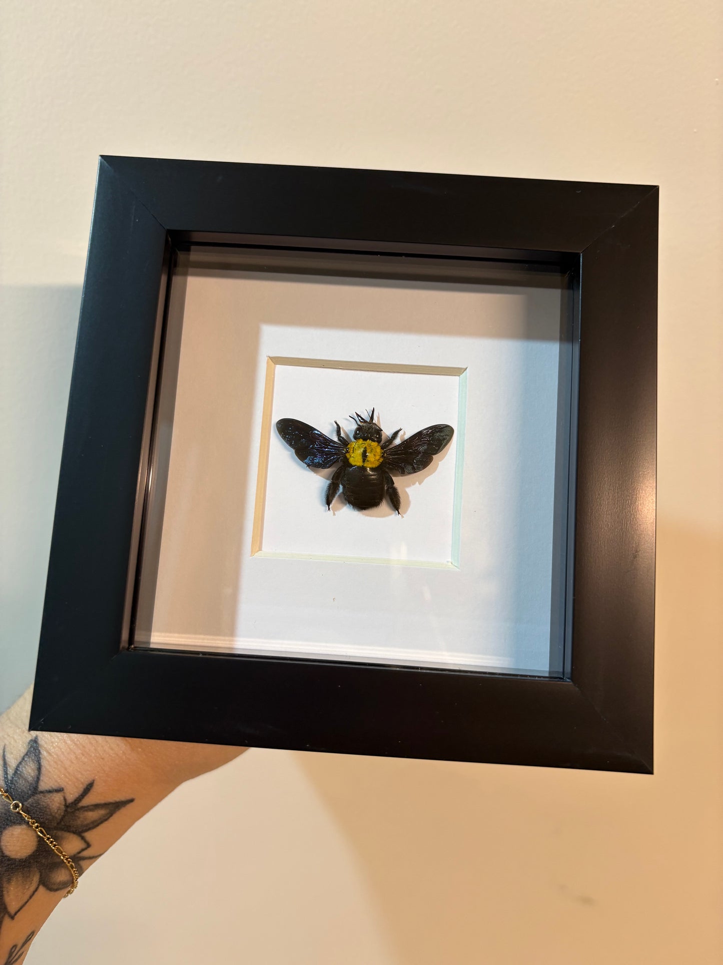 Xylocopa Aestuans - Female