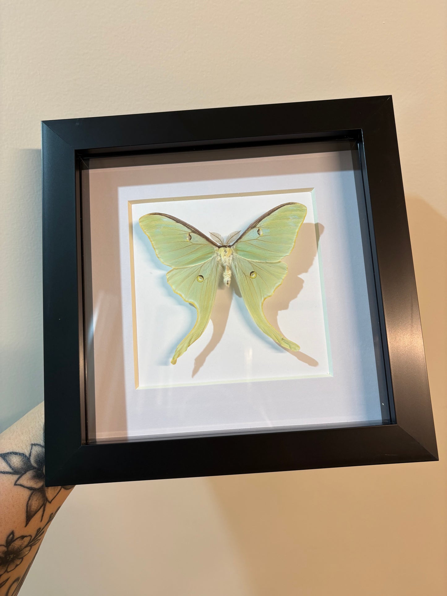 Actias Luna