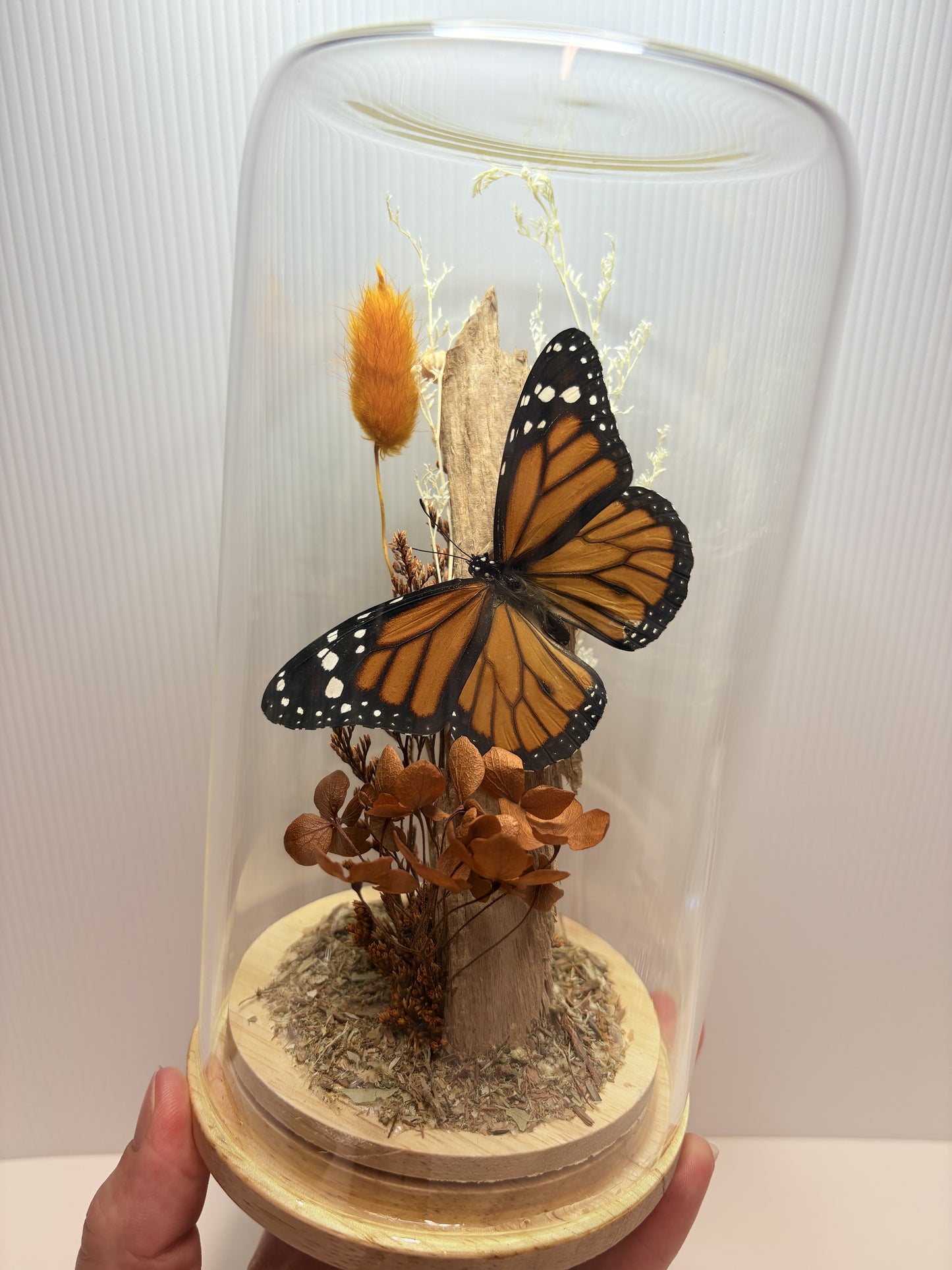 ✨ The Winged Wonderland Dome Display Workshop - Virginia ✨