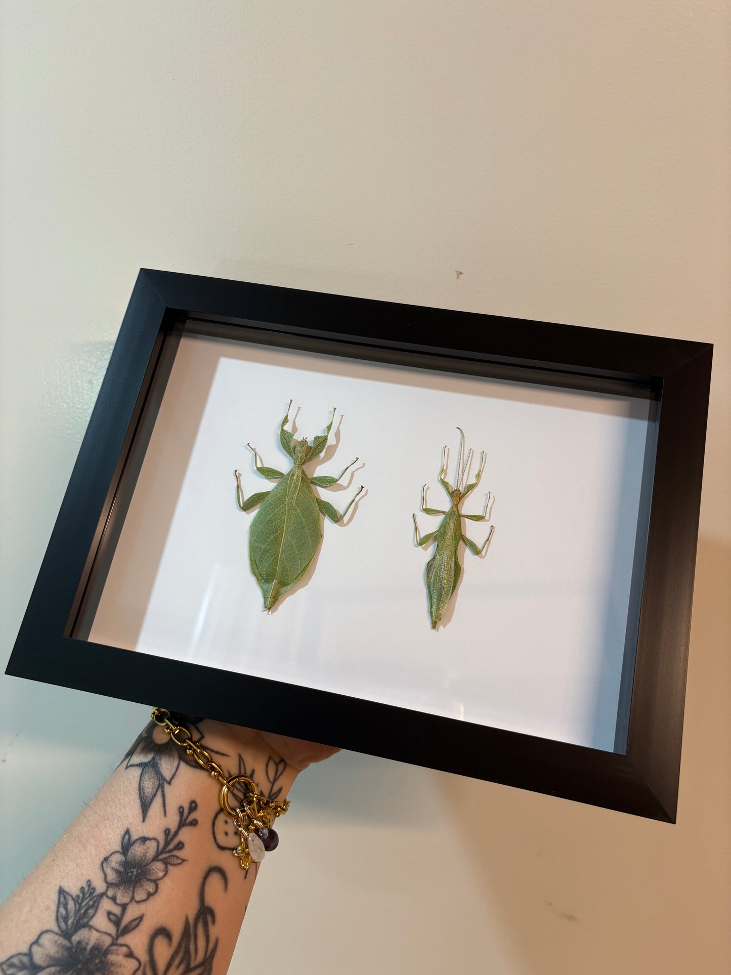 Phyllium jacobsoni - Male and Female