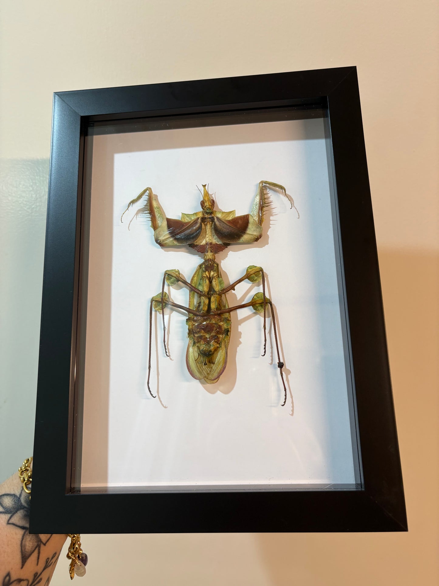 Idolomantis diabolica