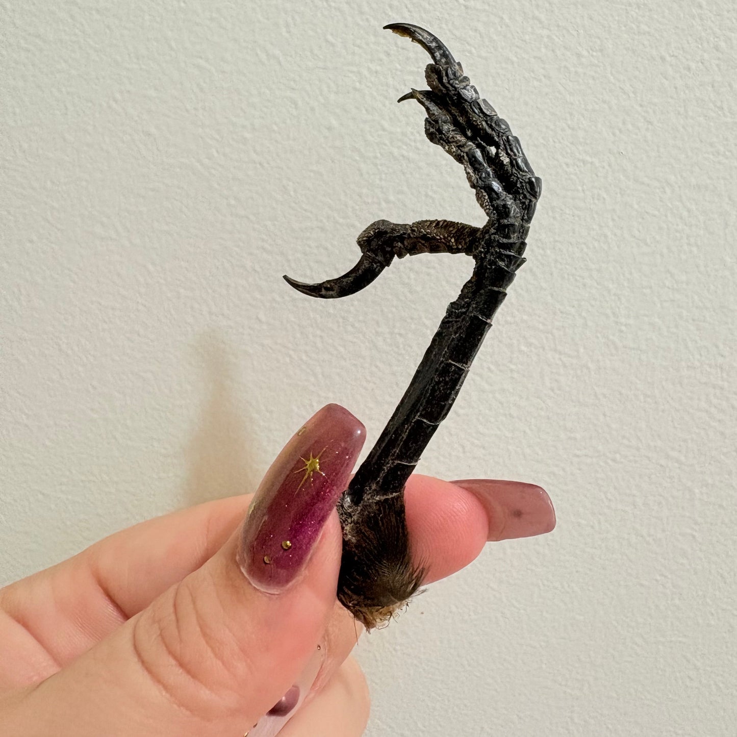 Crow Talon