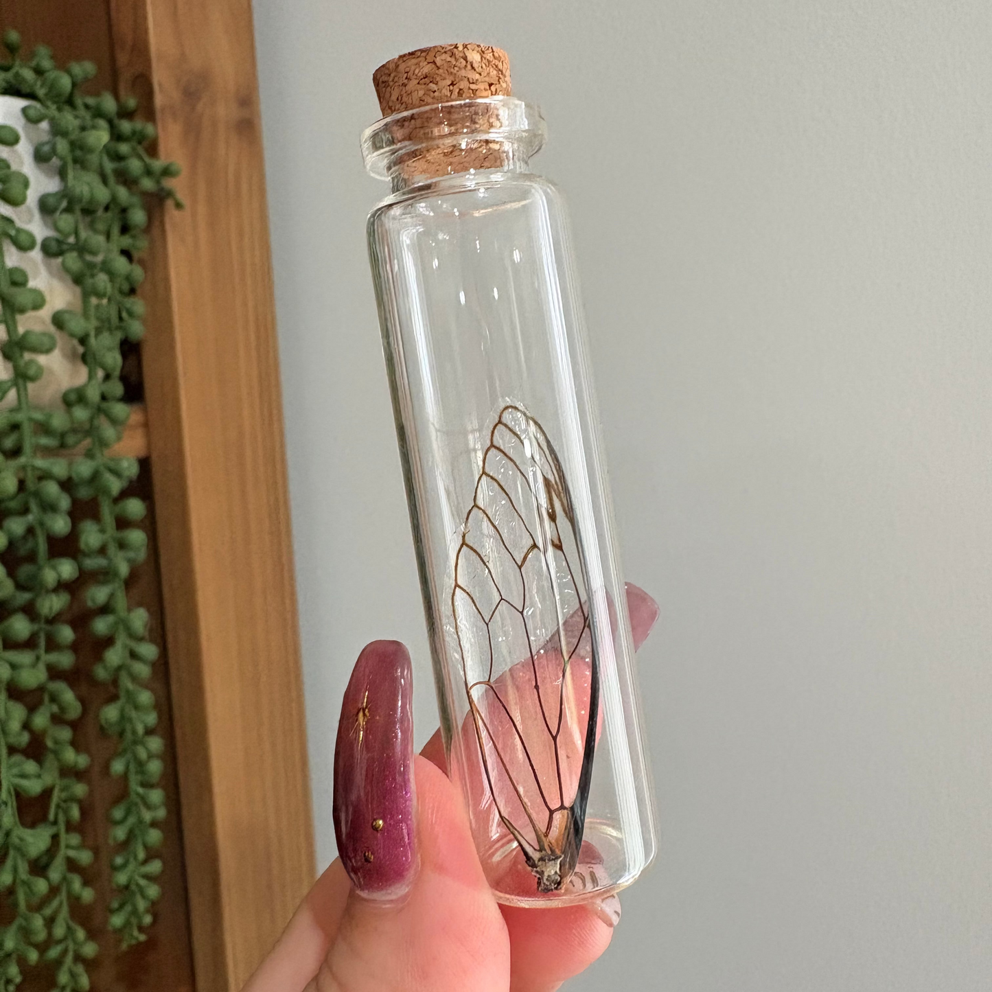 Cicada Wing Jar