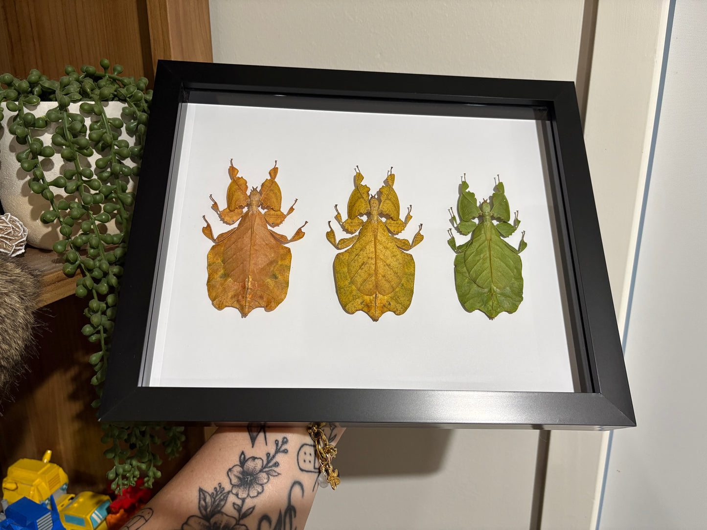 Phyllium pulchrifolium - Colour Trio