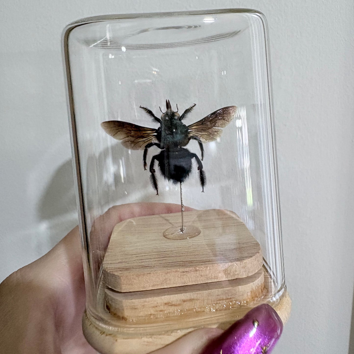 Xylocopa Caerulea Isolate Dome - Male