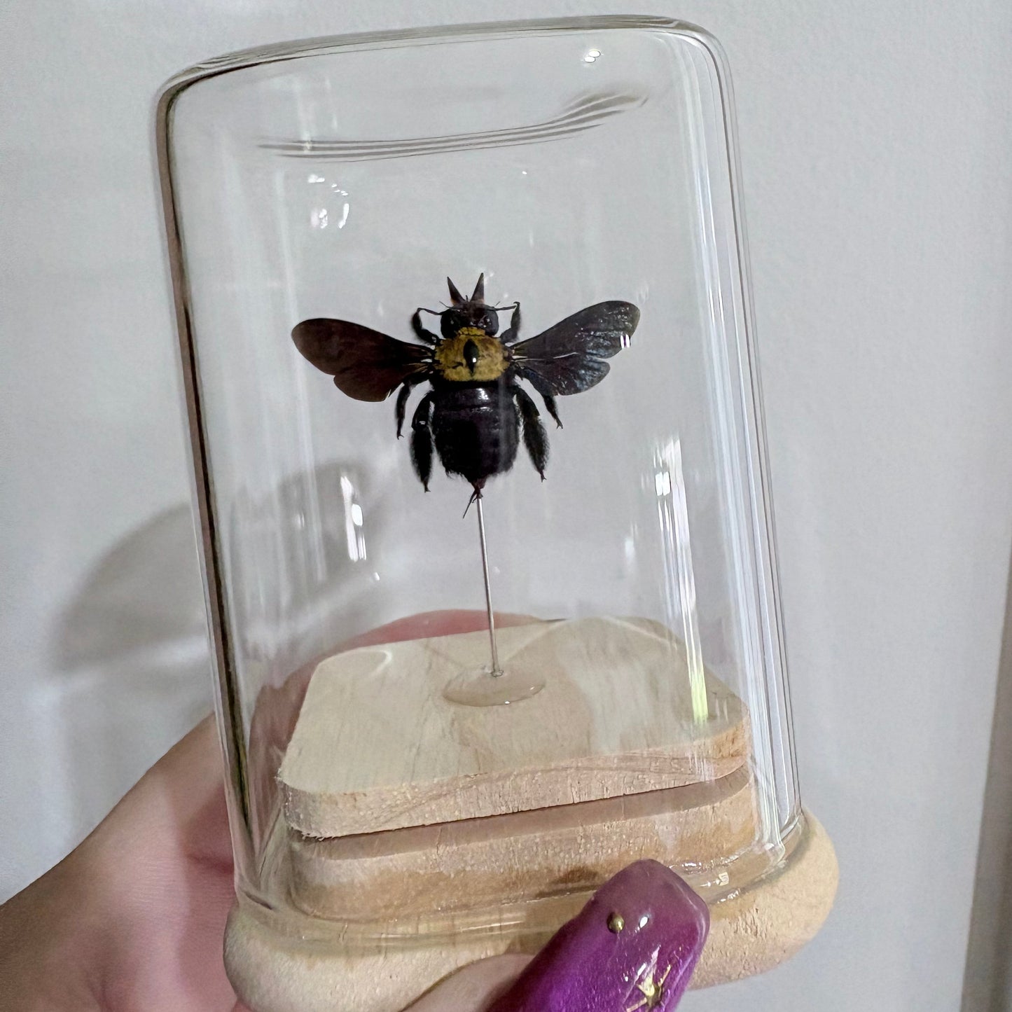 Xylocopa Aestuans Isolate Dome - Female
