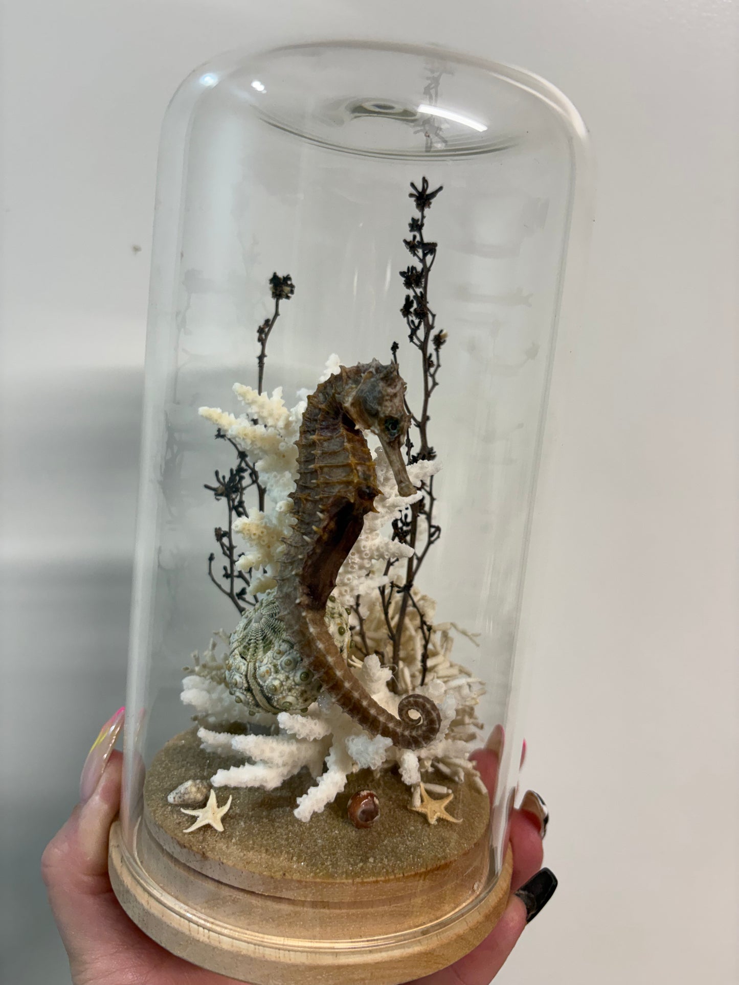 Seahorse Large Dome