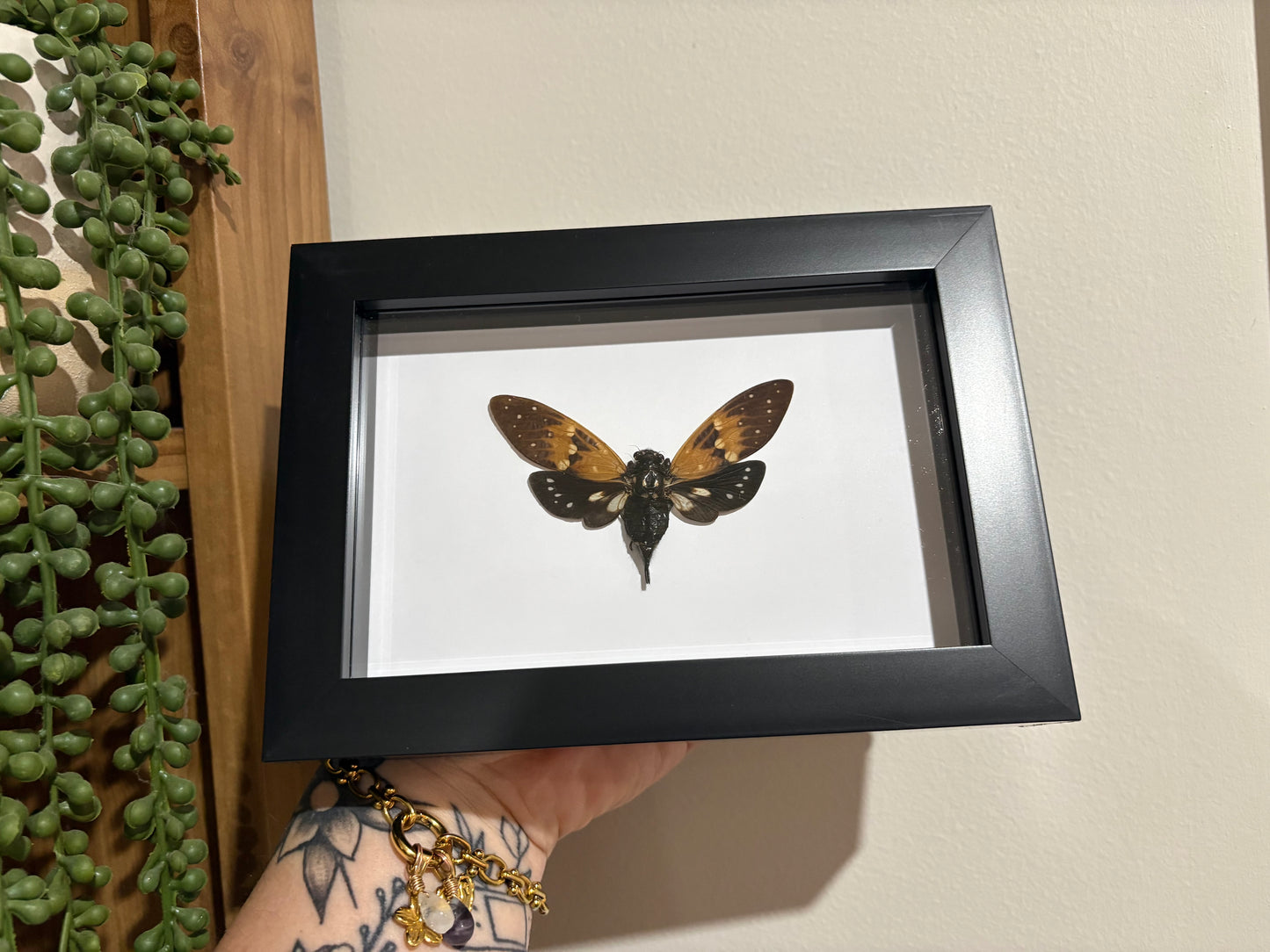 Ambrageana Ambra