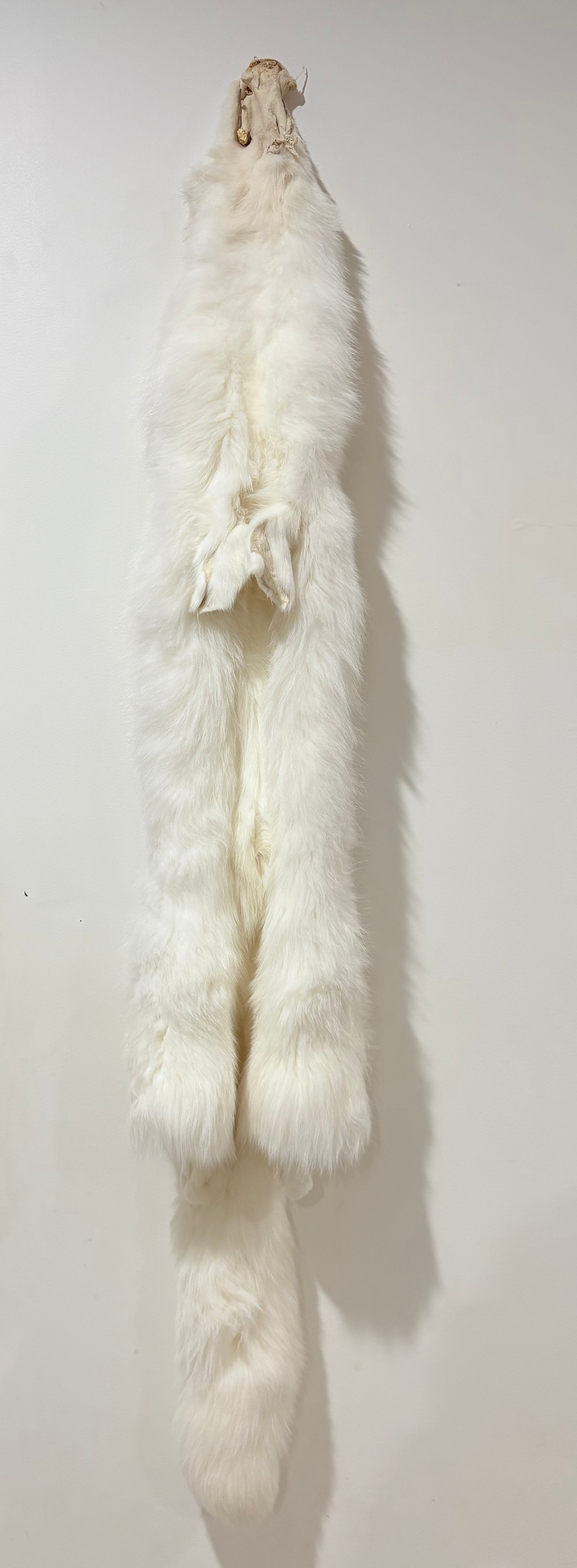 Fox Pelt