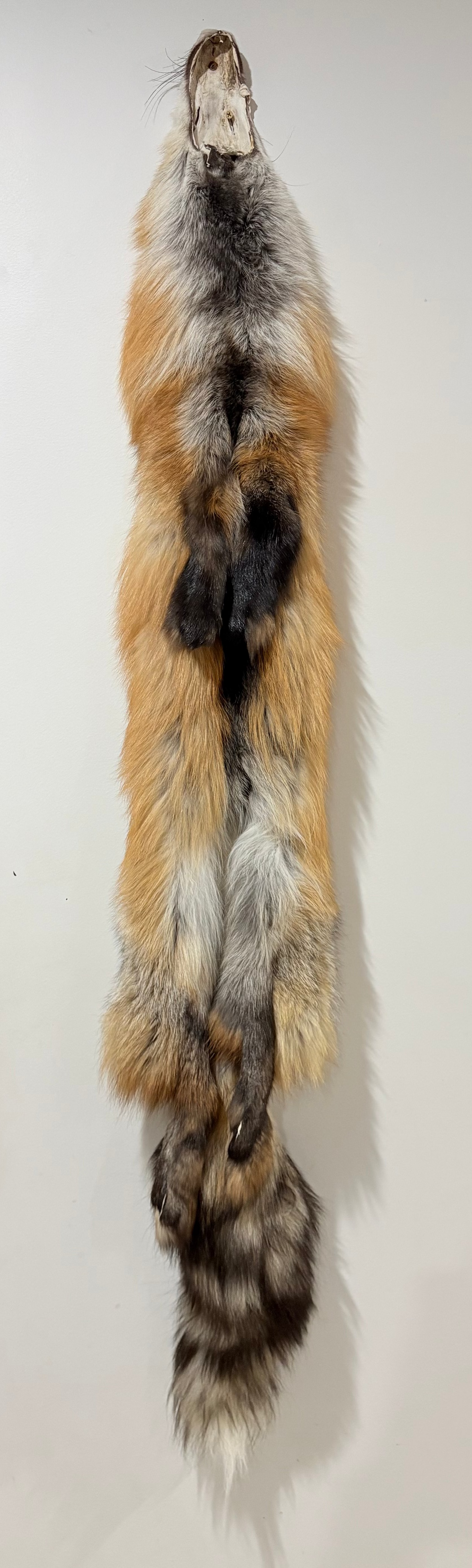 Fox Pelt