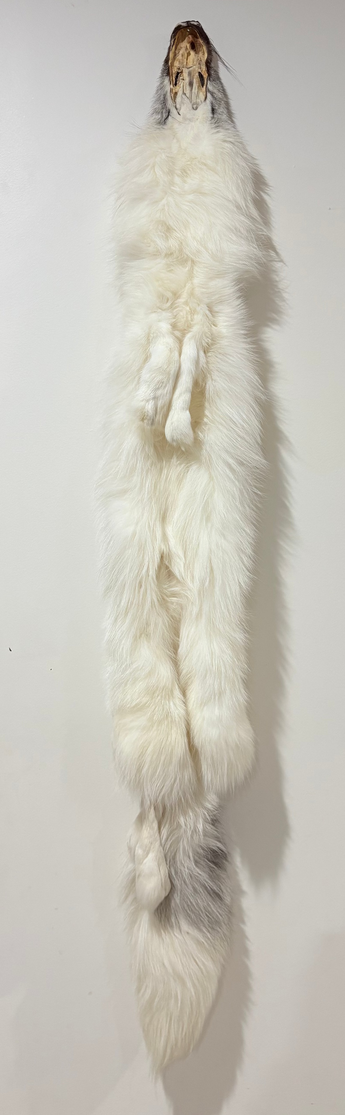 Fox Pelt