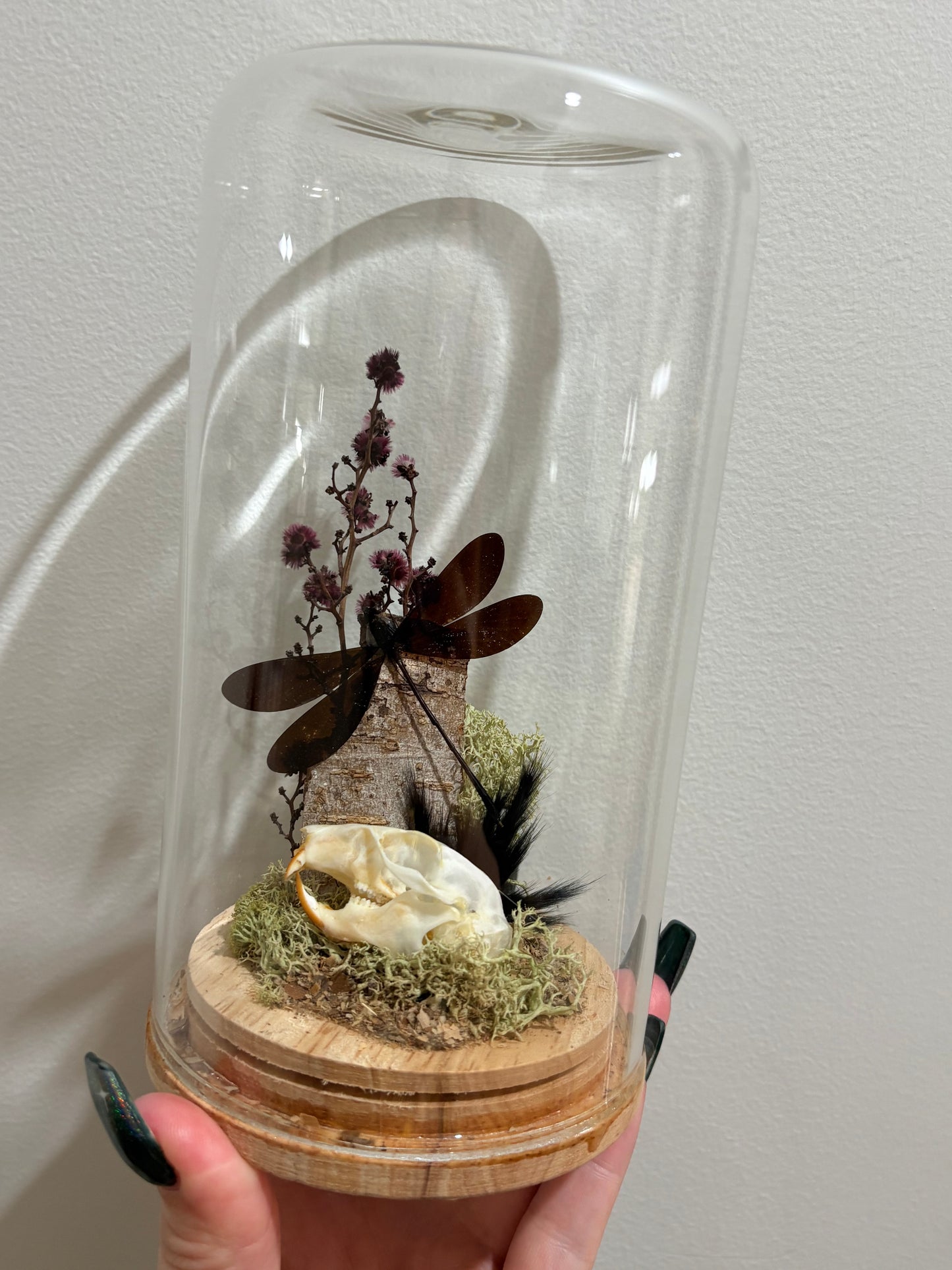 Large Dome with a damselfly and squirrel skull