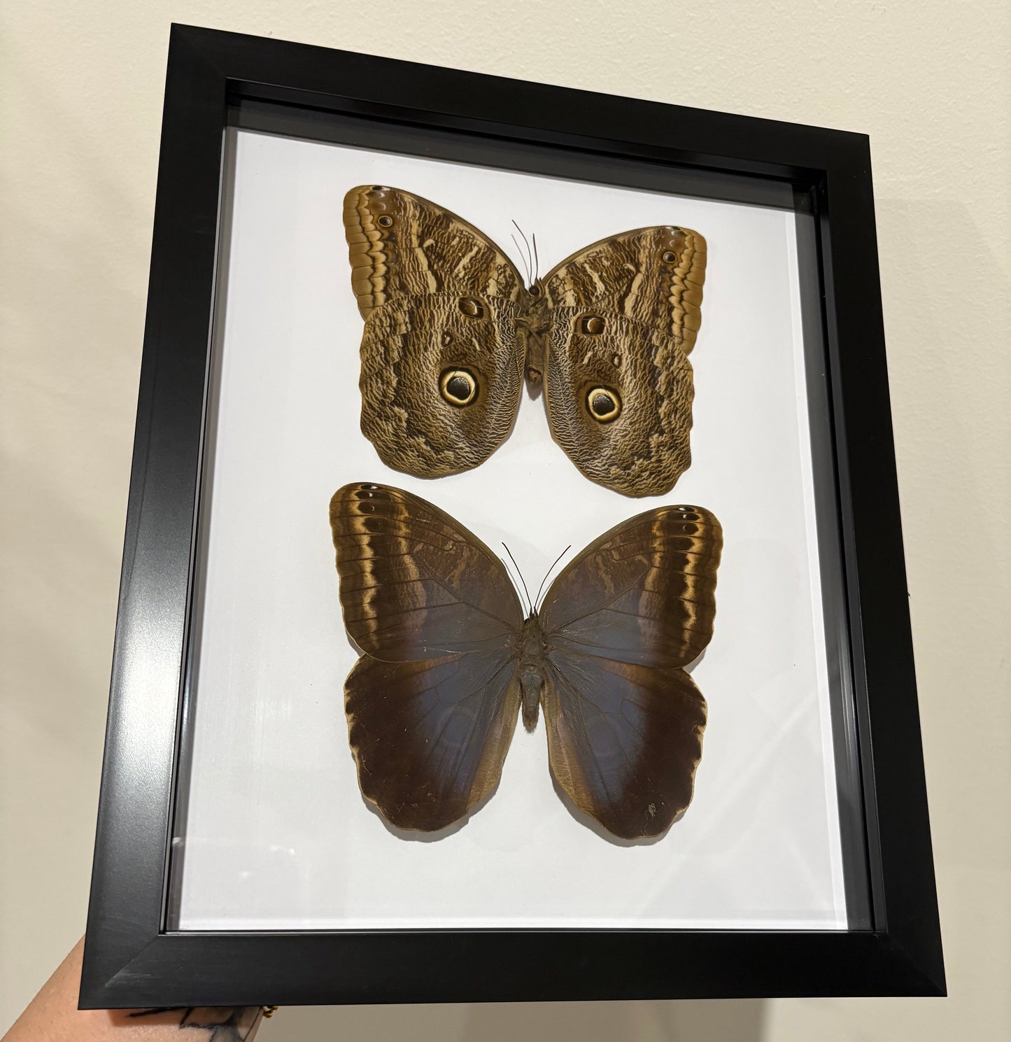 Caligo illioneus oberon Duo