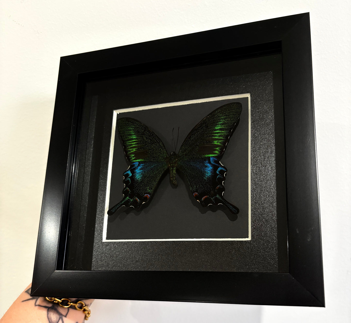 Papilio bianor kotoensis Lanyu