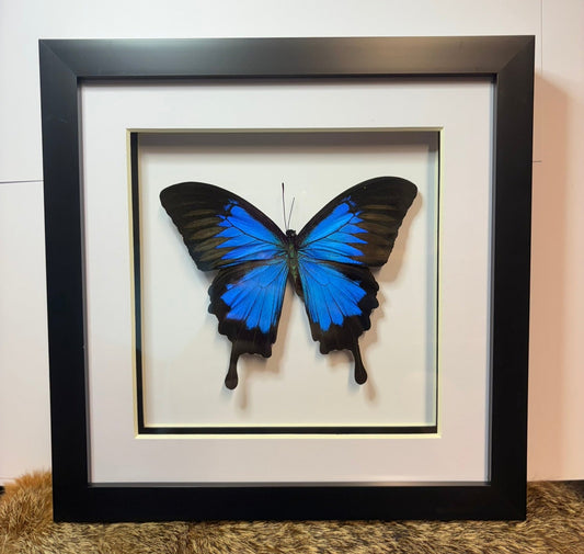 Papilio Ulysses Ulysses Butterfly
