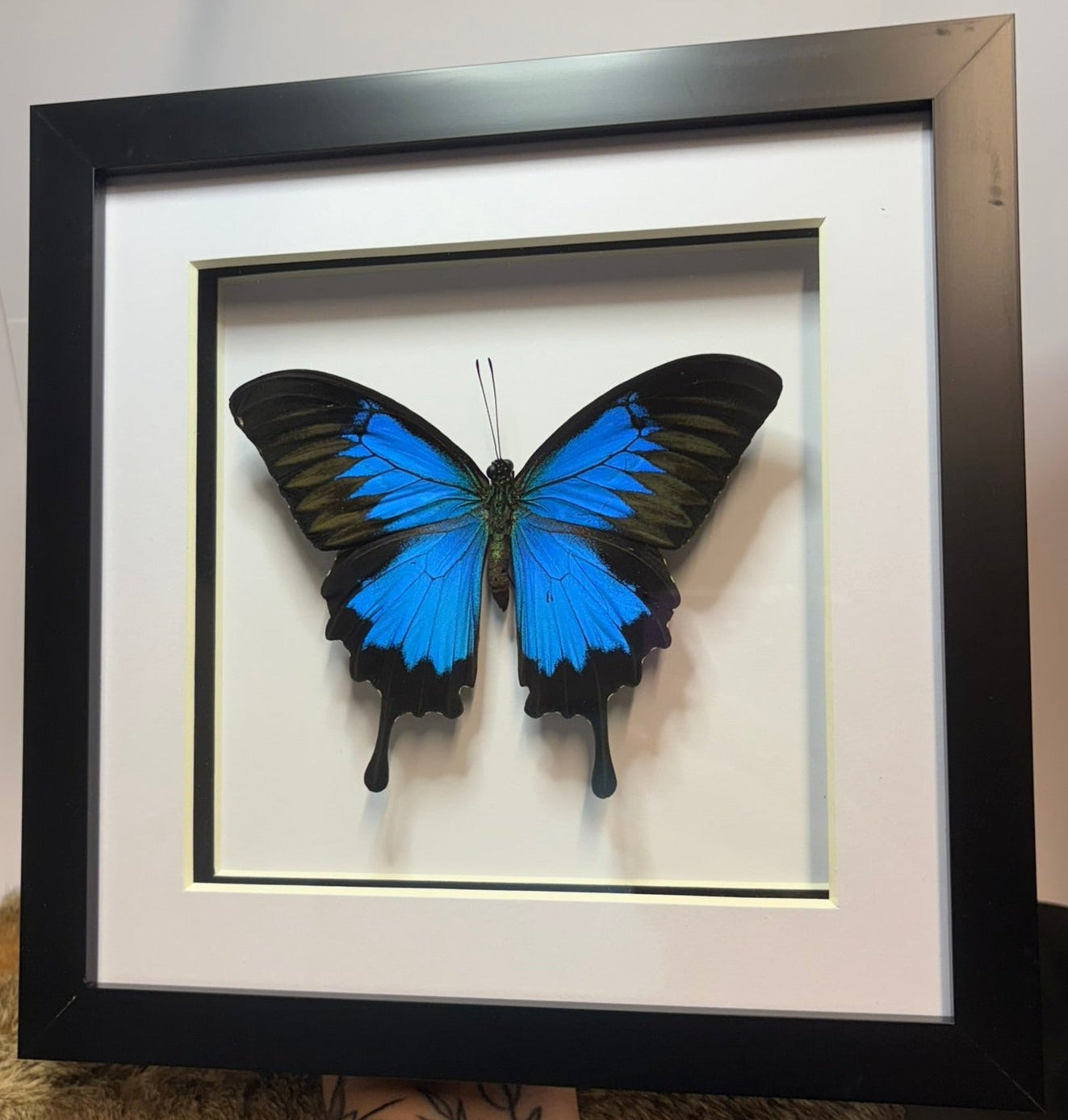 Swallowtail Butterfly Pinning Workshop - Virginia