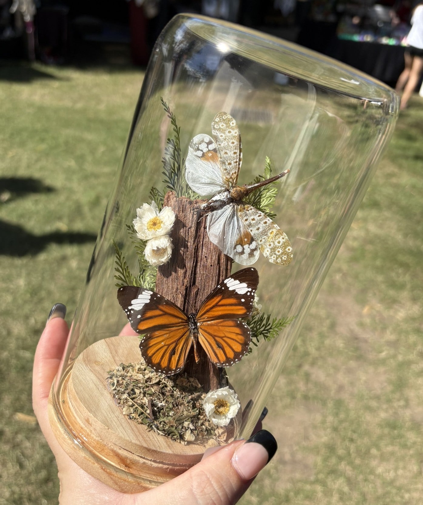 Danaus plexippus & Lantern Bug displayed in Large Dome