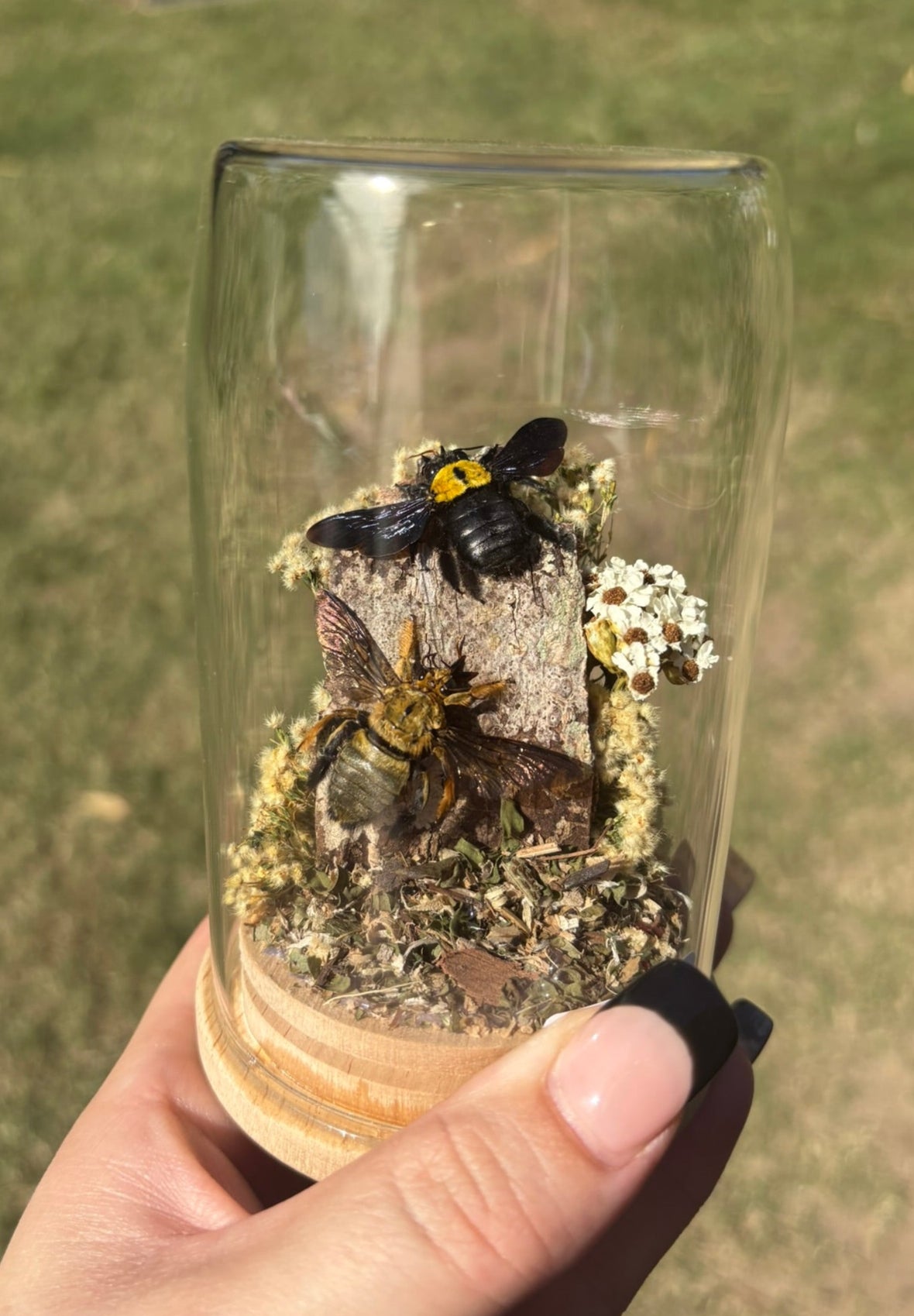 Xylocopa aestuans (Yellow Carpenter Bee – Male & Female) in Small Dome