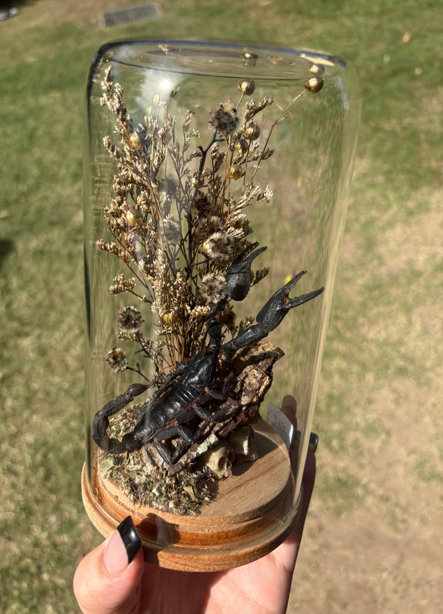 ✨ The Winged Wonderland Dome Display Workshop - Annerley ✨