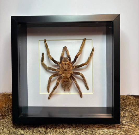 Acanthoscurria ferina Spider