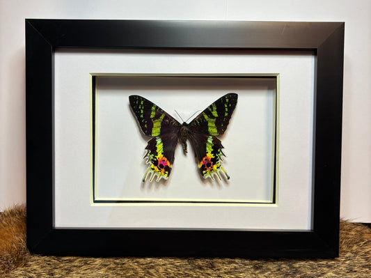 Moth Pinning Workshop - Virginia