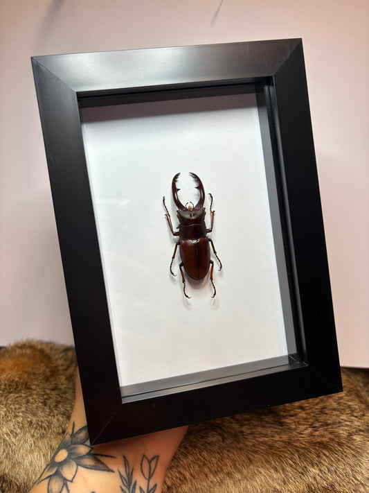 Prosopocoilus astacoides