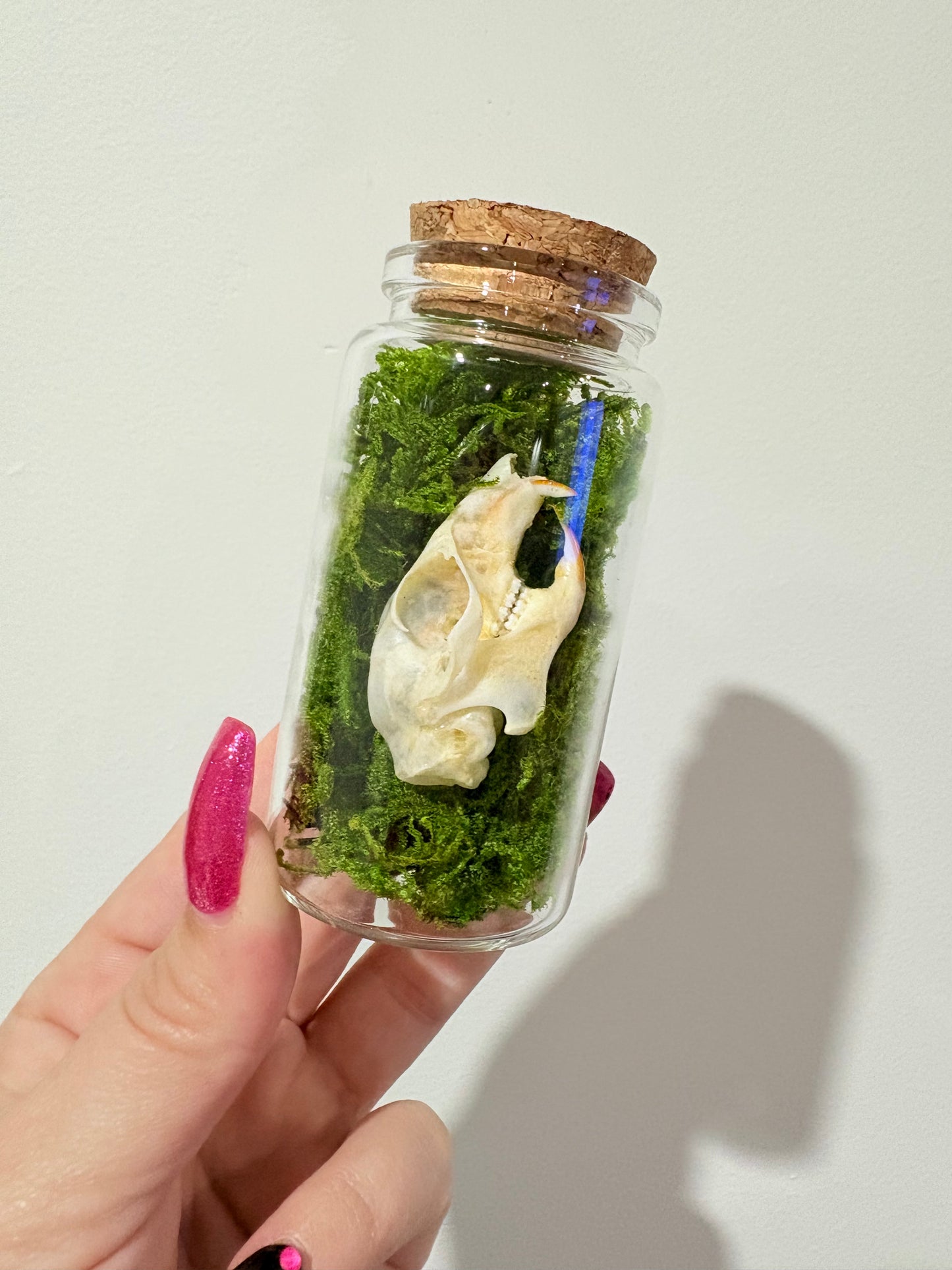 Squirrel skull Moss Jar