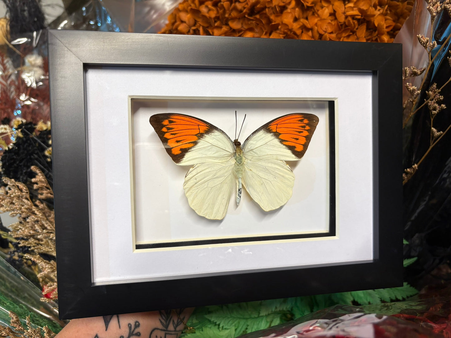 Hebomoia Glaucippe – Great Orange Tip Butterfly