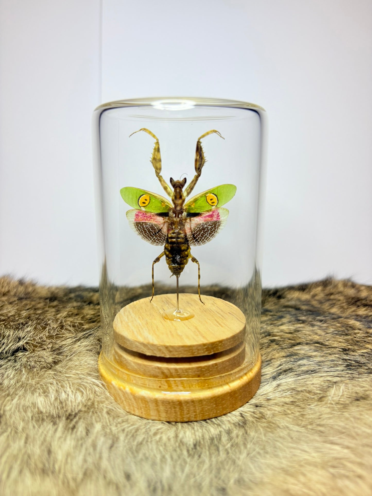 Specimen Isolate Dome