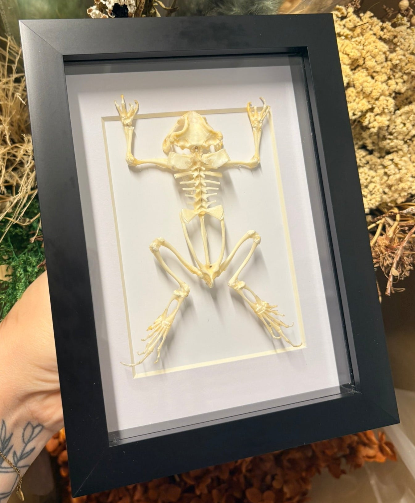 Fejervarya Limnocharis (Frog Skeleton) - 5x7 frame