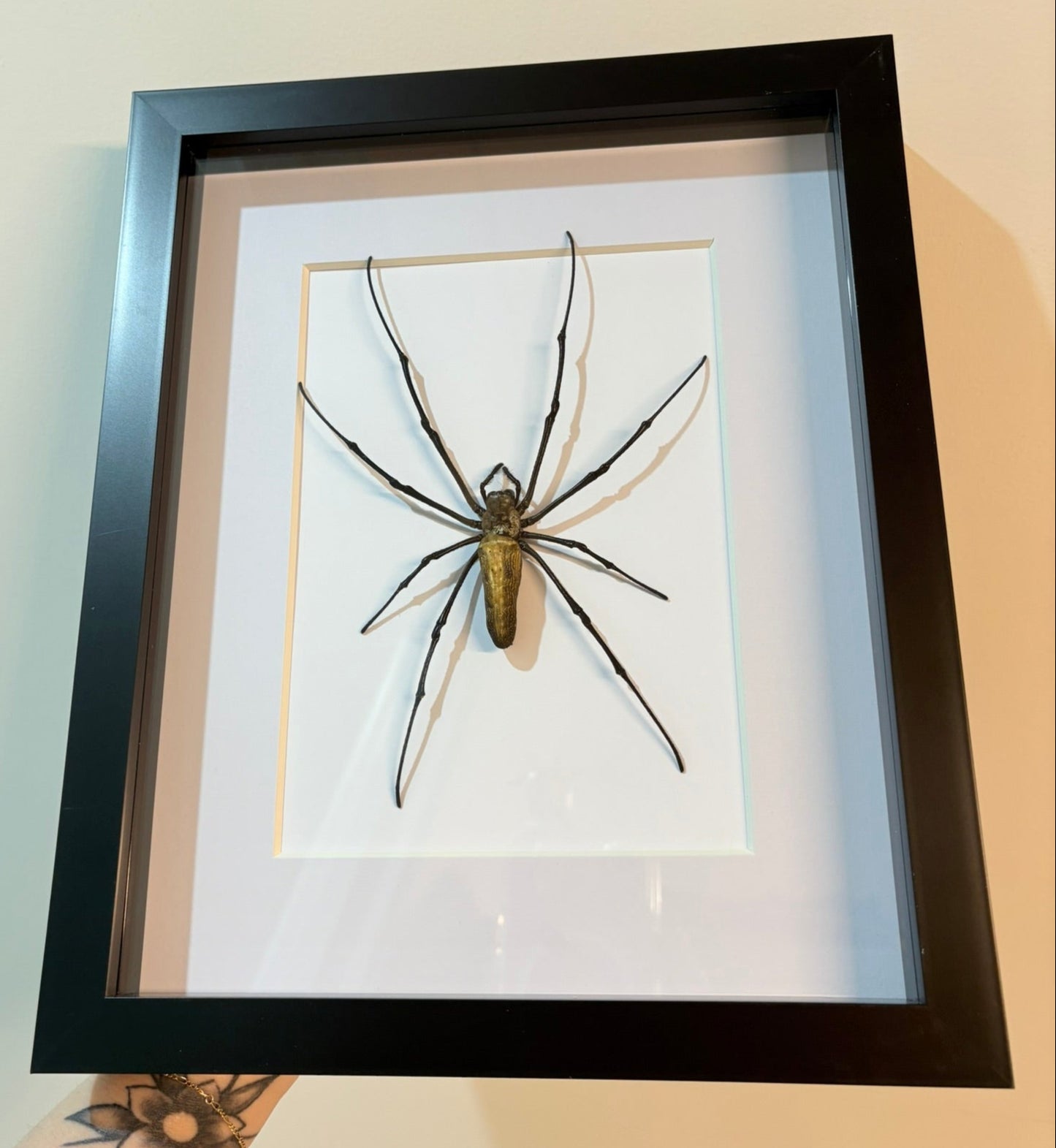 Nephila pilipes – Giant Golden Orb-Weaver