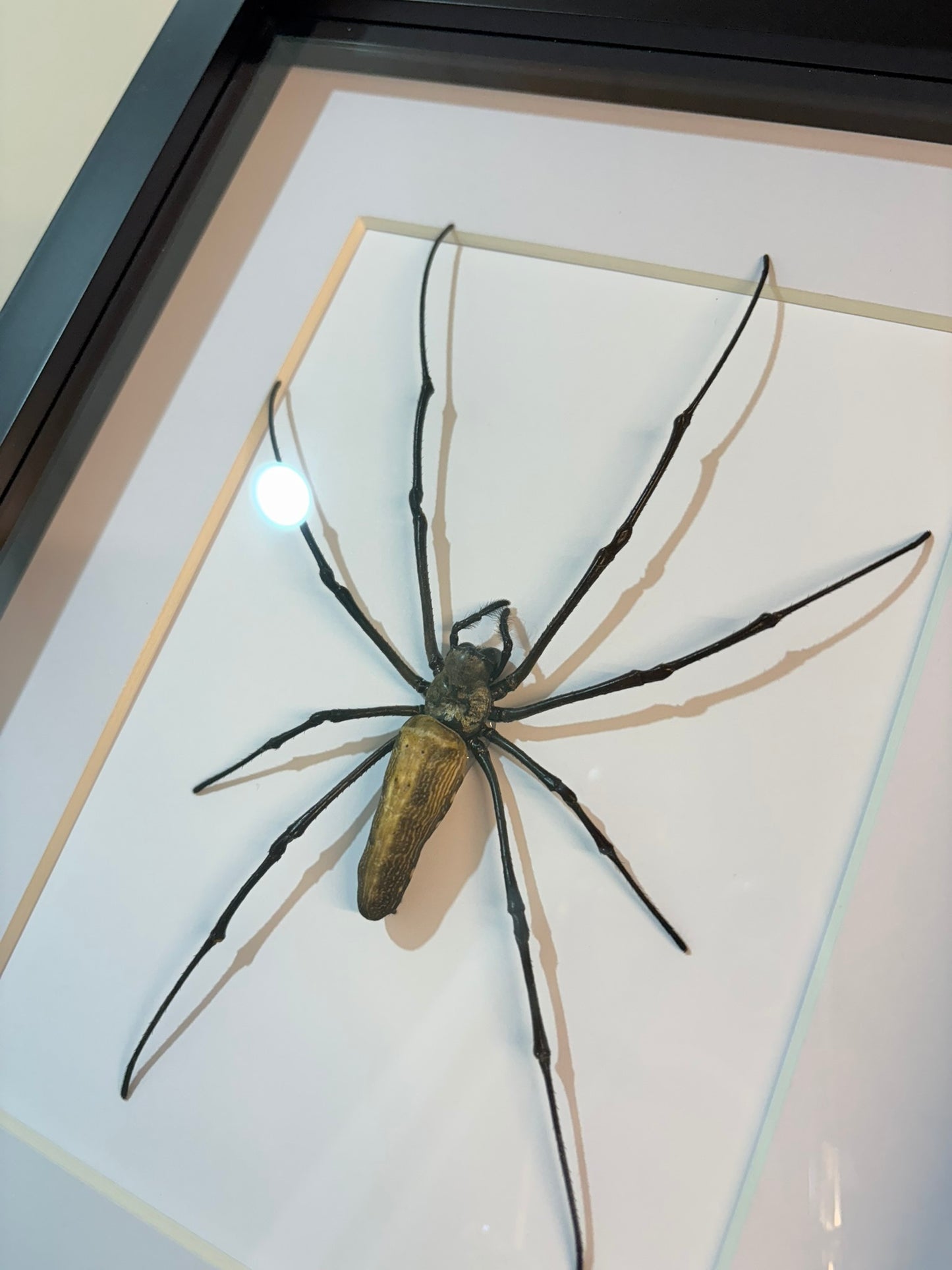 Nephila pilipes – Giant Golden Orb-Weaver